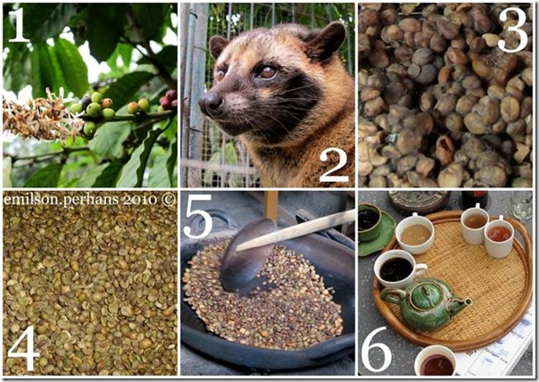 Cafeaua Kopi Luwak